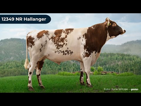 12349 NR Hallanger