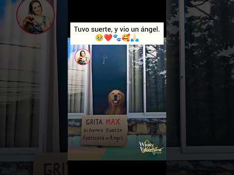 🥹❤️¡Qué hermoso ángel!🐾🥺🥰#amor #love #pets #doglover #perros #god #dios #dog #dogshorts #viralvideo