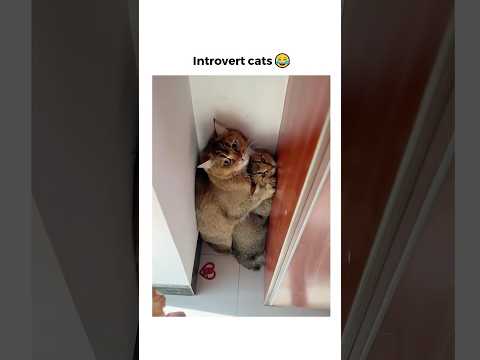 Introvert cats 😂