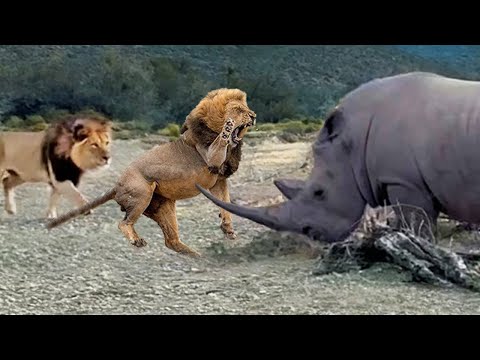 Rhinos Counterattack - Hunting Rhinos, Lions Quickly Learn An Expensive Lesson