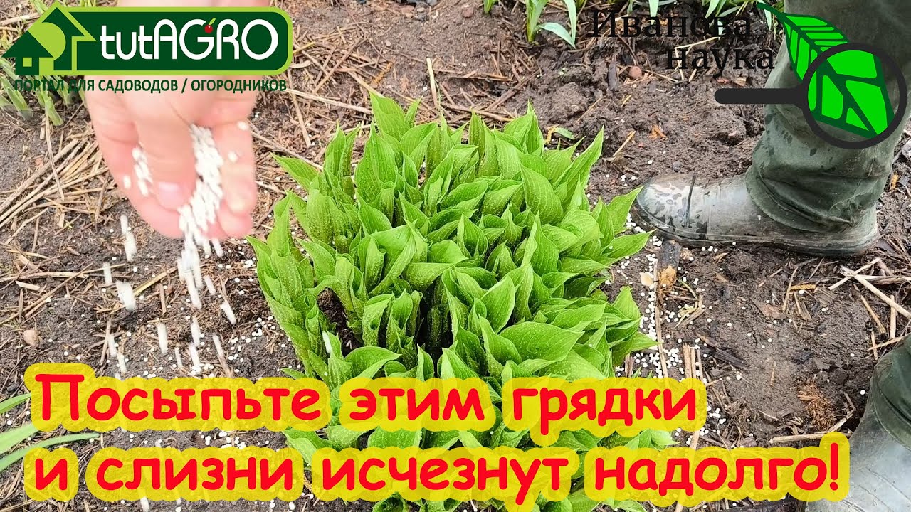 Как прогнать слизней со своего участка без приманок и химии. Самый простой способ избавиться от него