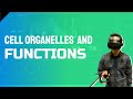 Understanding the Video Tutorial