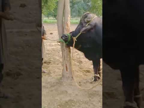Bull male and female buffalo video #facts #indianriver #animal #status