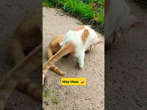 TƯỞNG MÈO HIỀN, AI NGỜ BẬT MODE QUÁI VẬT 😼💥#meo#vutrudramameo#funny#haihuoc#funnyxuhuong