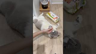 นวดสลายไขมันให้พี่ชิเอล