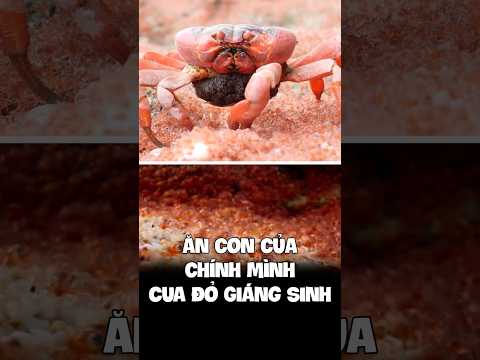 Quá Trình Di Cư Cua Đỏ Giáng Sinh - Christmas Island Red Crab Migration Guide