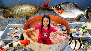 Menangkap Ikan Pepuyu & Ikan Hias Glowfish, Lele, Sapu-sapu, Mas, Nila, Bawal, Kafiat & Koi