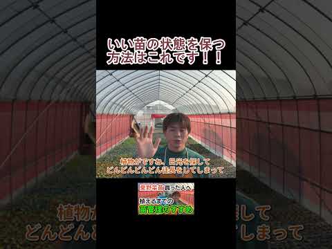 【意外とまちがえる】苗を徒長させないためにやること!!
