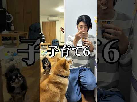 犬の動画サムネイル - ママの息抜きが子供にバレた時の切り抜け方　#柴犬 #チワワ #shorts