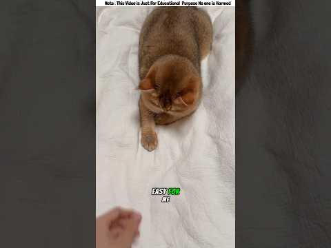 Billu showed Magic😱 #shorts #funny