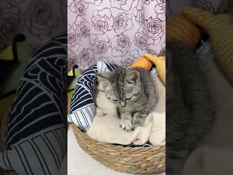 Can’t Stop Making Biscuits 😻#cute #cat #biscuit#relaxing #funny