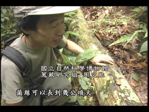 我們的島 第175集 真菌的魔法 (2002-09-23) - YouTube(12分11秒)