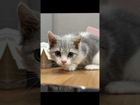 Performance 💞💞 #shorts #shortsfeed #trendingshorts #performance