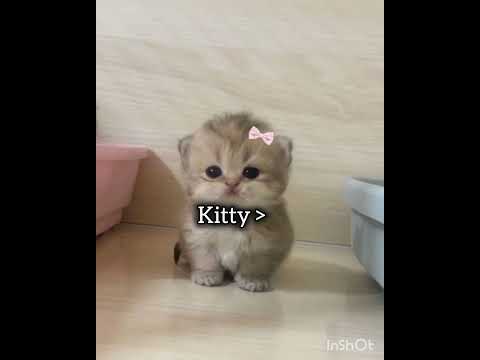 which one next?? #ytshorts #editzz #k-pop #korea #kite #kitty #k letter editzz #fyp #twinkleberries