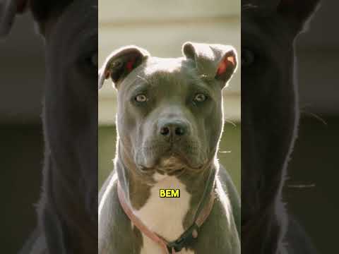 Essa mulher deixa sua filha com 6 Pitbulls em casa e o que aconteceu vai te chocar!