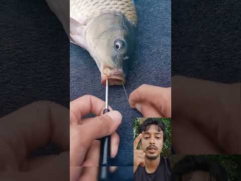 সহজ ভাবে বরশি থেকে মাছ খোলা 😱 #shorts #shortsfeed #fishing