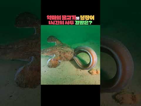 악마의 물고기 vs 붕장어.. 1시간의 사투 결과는?