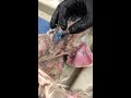Rabbit Muscle Anatomy and Functions