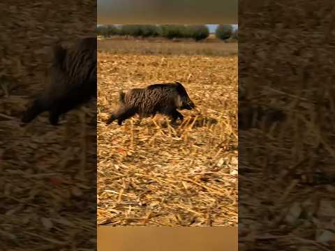 Охота на кабана 🎯 Удачный выстрел #охота #загоннаяохота #wildboar #охотанакабана #wildlife