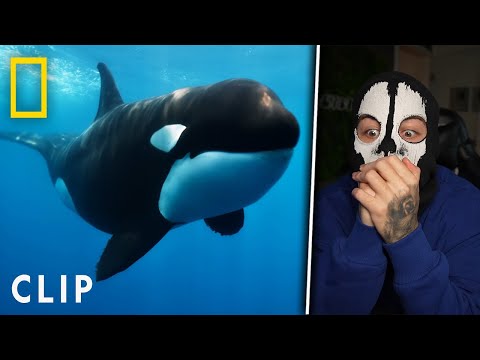 Orca-Großmutter besiegt Weißen Hai mit einem Schlag 😲 Moji Reaction