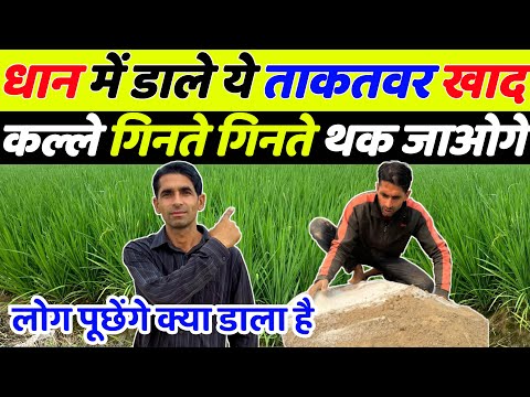धान 🌾 में पहला चमत्कारी खाद | Dhan me kalle kaise badhaye | Dhan me pahla khad | Dhan ki kheti