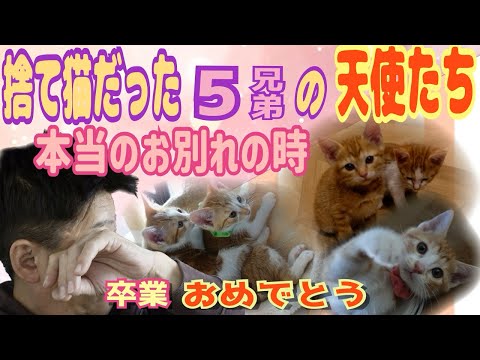 保護した子猫5兄弟が坂上家を卒業します。素敵な里親さん探そうね!