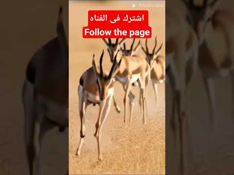 نمر ياهجم غزاله