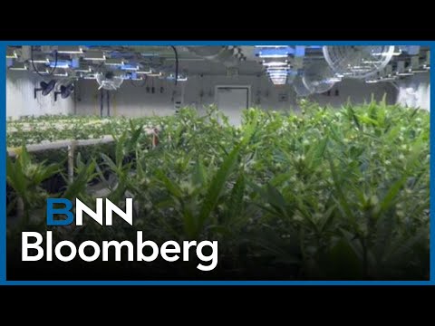 YouTube video thumbnail: Aurora Cannabis Reduces Q4 net Loss