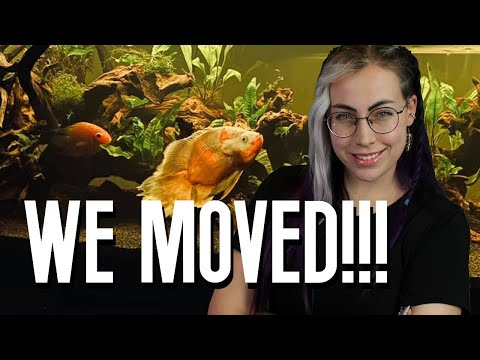 HUGE Fishroom Update!! Still cannot believe we have an official fish room!

We have so many more tanks than just what has b