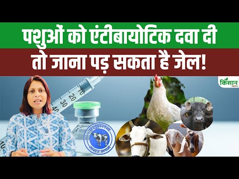 Antibiotics for Dairy Animals: अब नहीं चलेंगी ये दवाएं! सरकार का बड़ा फैसला पशुपालकों के लिए