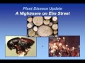 Dutch Elm Disease and Its Impact