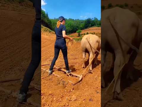 These people do farming in the mountains #shortsvideo
