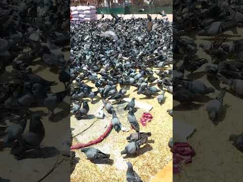 Dadar Market, Mumbai, Maharashtra #dadarmarket#maharashtra #mumbai #india #pigeon