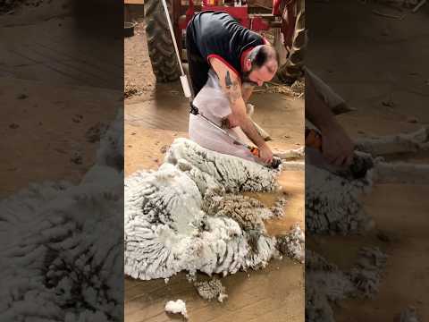 Gentle Nice Shearing Sheep ? (full video link in comments)