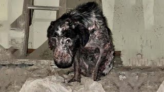 Tears fell as he suffered alone, fading slowly on the street… until kindness finally reached him!