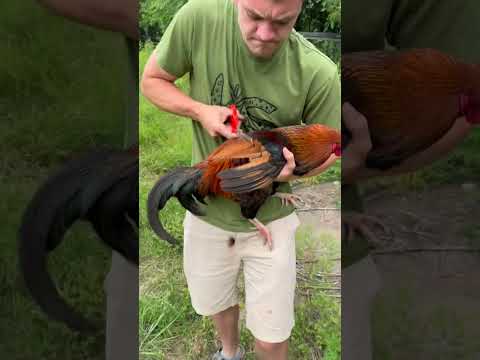The Chickens - Part 1