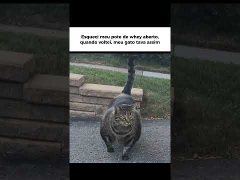 homem esquece pode de wheyprotein aberto e o gato acaba tomando olha no que deu