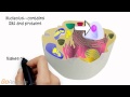 Cell Organelles and Their Functions