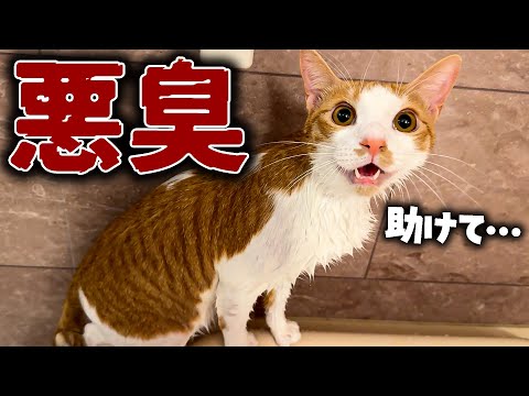 子猫の臭い対策とお風呂の様子｜癒やしのほっこりシーン満載 サムネイル