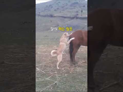 말의 뒷발차기의 위력