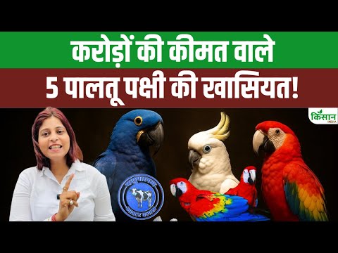 पक्षी पालन से कमाई का नया तरीका | जानिए दुनिया के 5 सबसे महंगे पालतू पक्षी | Exotic Birds in India