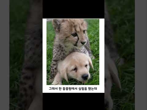 아싸를 인싸로 만들어주는 동물