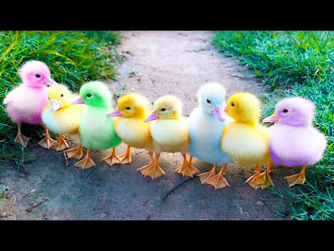 Funny ducklings, ducks, kitten and dog
