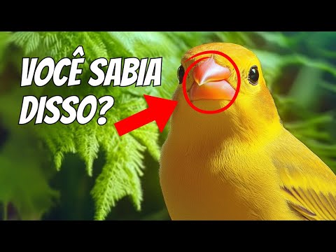 Você Sabia? 7 Curiosidades do Canário da Terra Que Vão Te Impressionar!