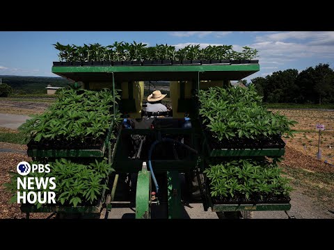 YouTube video thumbnail: How the Reclassification of Marijuana Could Impact Users, Businesses and Research
