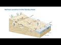Organisms in Sandy and Muddy Shores