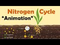 Exploring the Nitrogen Cycle and Its Importance