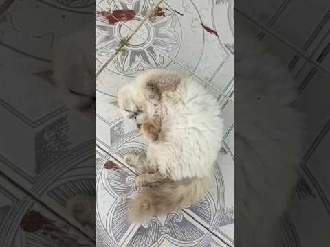 menggoda minta makan