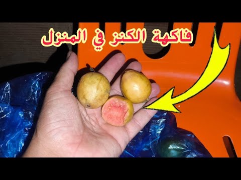 الفوائد ماشي غير فهاد الفاكهة ولكن الاوراق ديالها اكثر الفوائد فاكهة المعجزة