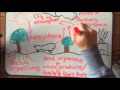 Exploring Biogeochemical Cycles